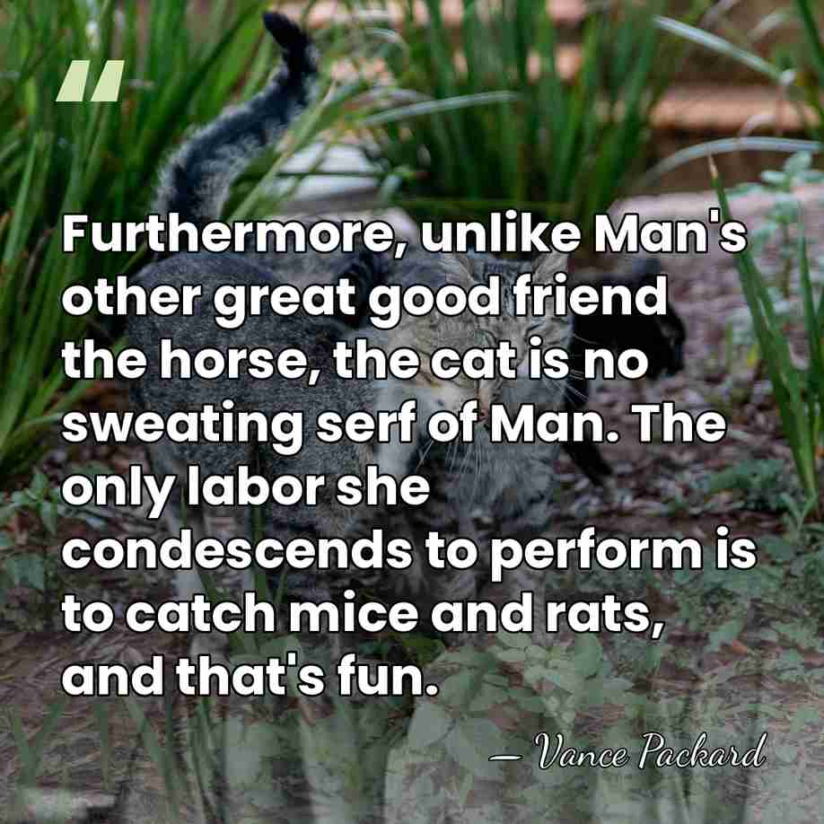 Furthermore, unlike Man's other great good friend the horse, the cat is&hellip; - Vance Packard