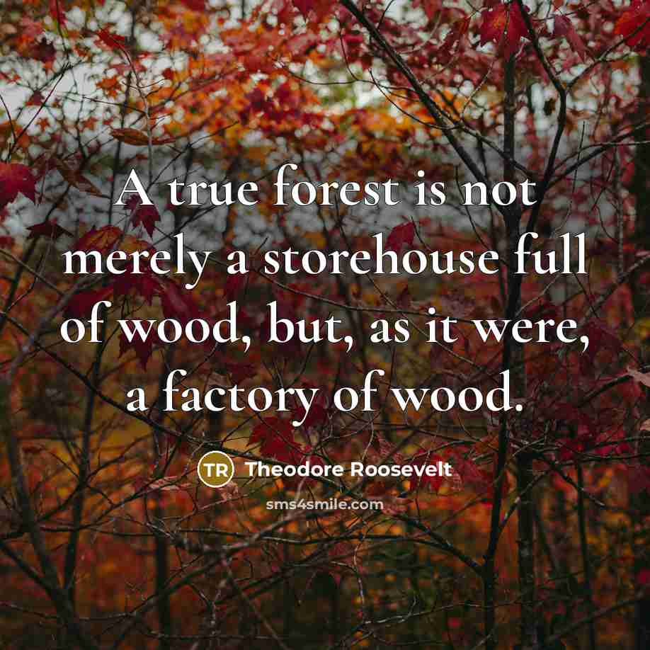“A true forest is not merely a storehouse full of…” quote by Theodore Roosevelt