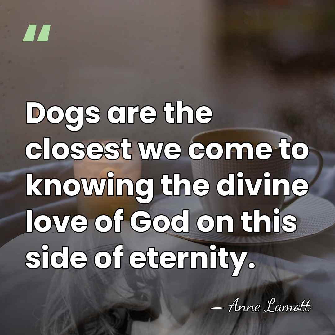 Dogs are the closest we come to knowing the divine love of&hellip; - Anne Lamott