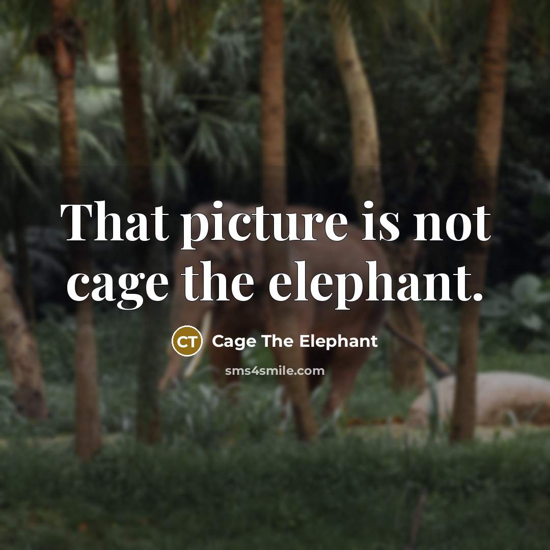 “That picture is not cage the elephant.…” quote by Cage The Elephant