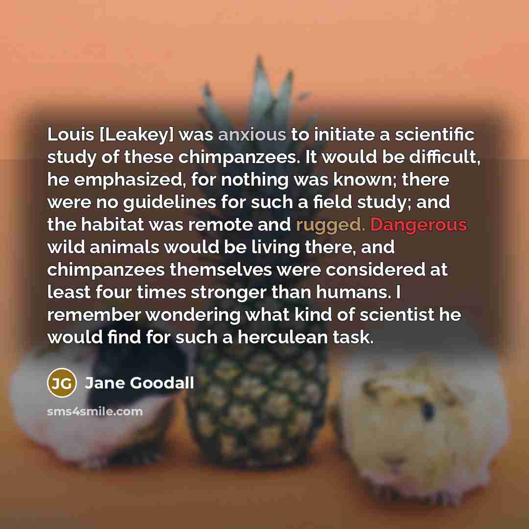 “Louis [Leakey] was anxious to initiate a scientific study of…” quote by Jane Goodall