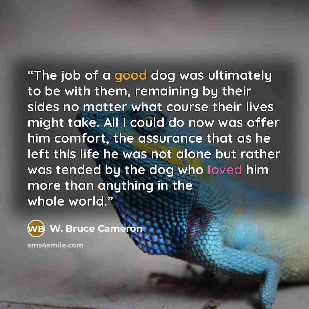 “The job of a good dog was ultimately to be with them, remaining by their sides no matter what course their lives might take. All I could do now was offer him comfort, the assurance that as he left this life he was not alone but rather was tended by the dog who loved him more than anything in the…” quote by W. Bruce Cameron