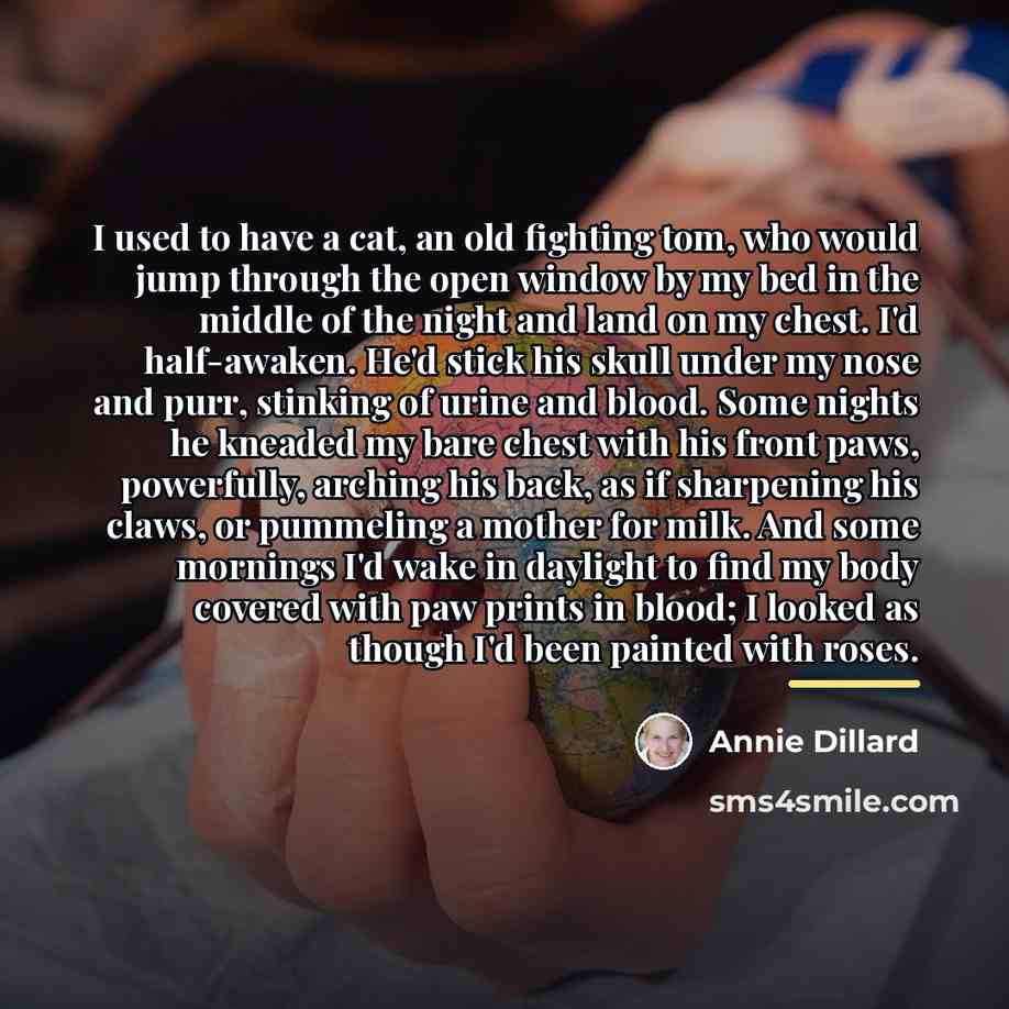 “I used to have a cat, an old fighting tom,…” quote by Annie Dillard