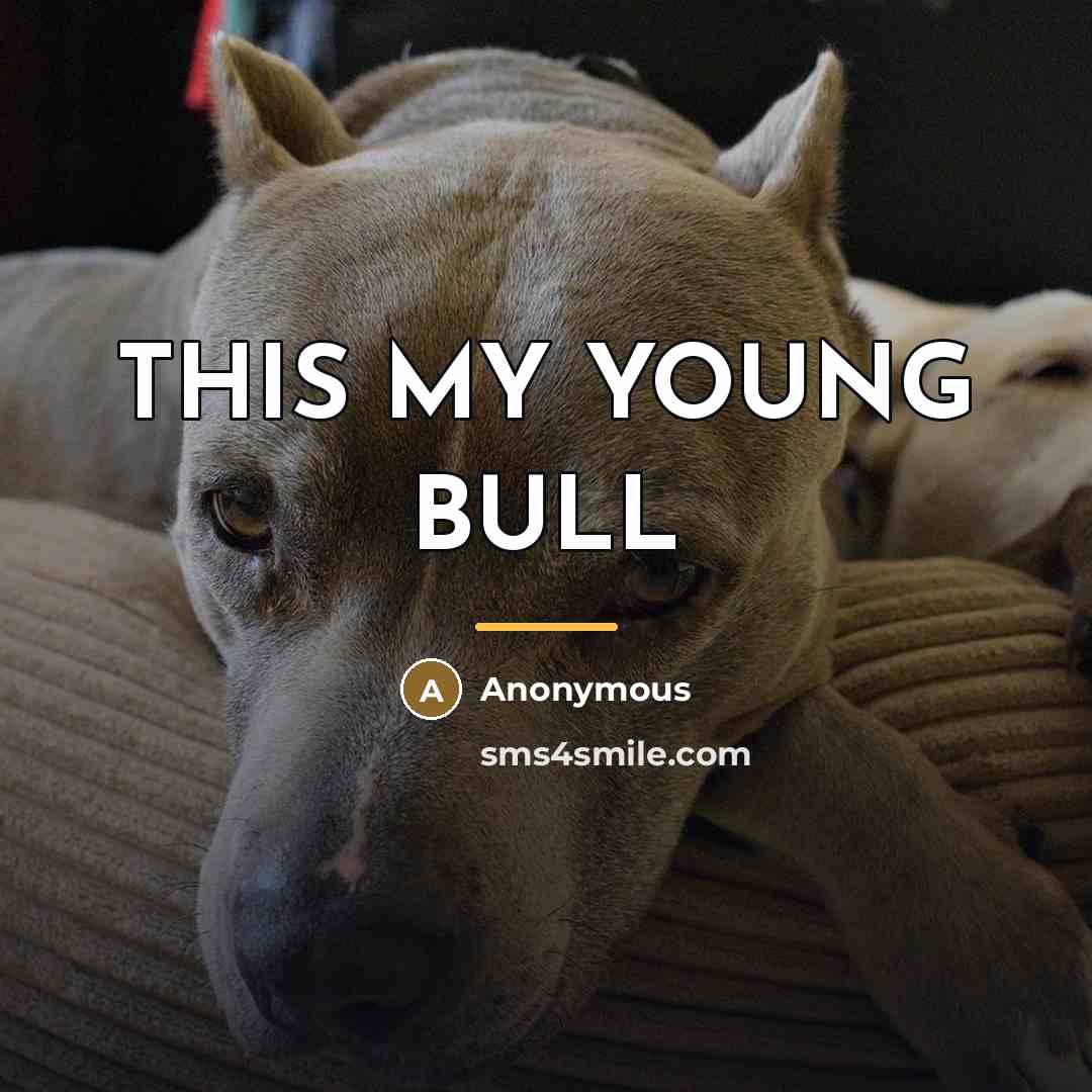 “THIS MY YOUNG BULL…” quote by Anonymous