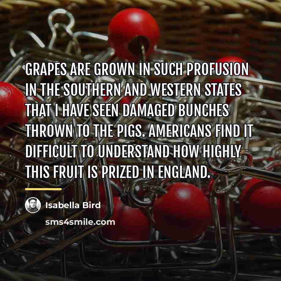 “Grapes are grown in such profusion in the Southern and…” quote by Isabella Bird