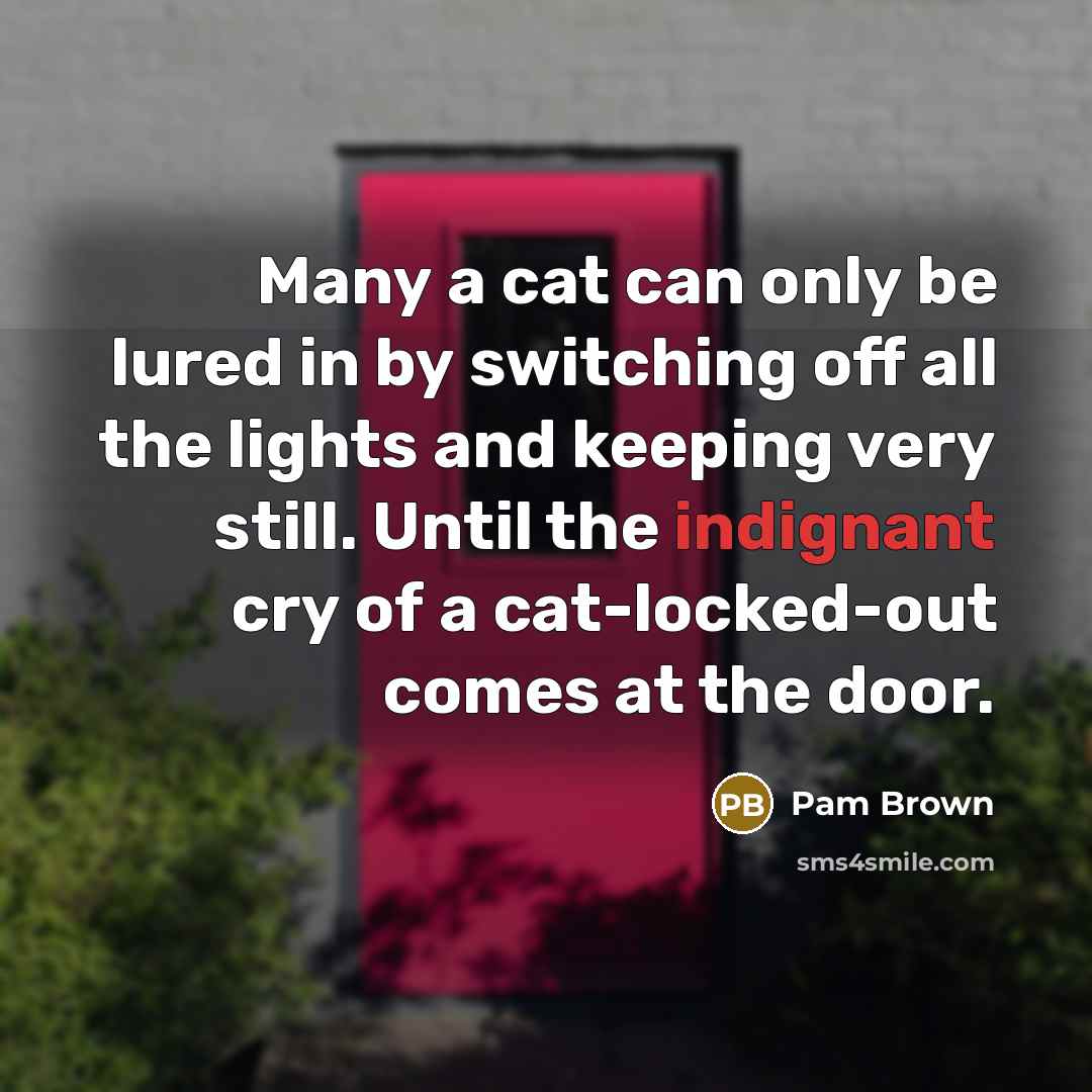 “Many a cat can only be lured in by switching…” quote by Pam Brown