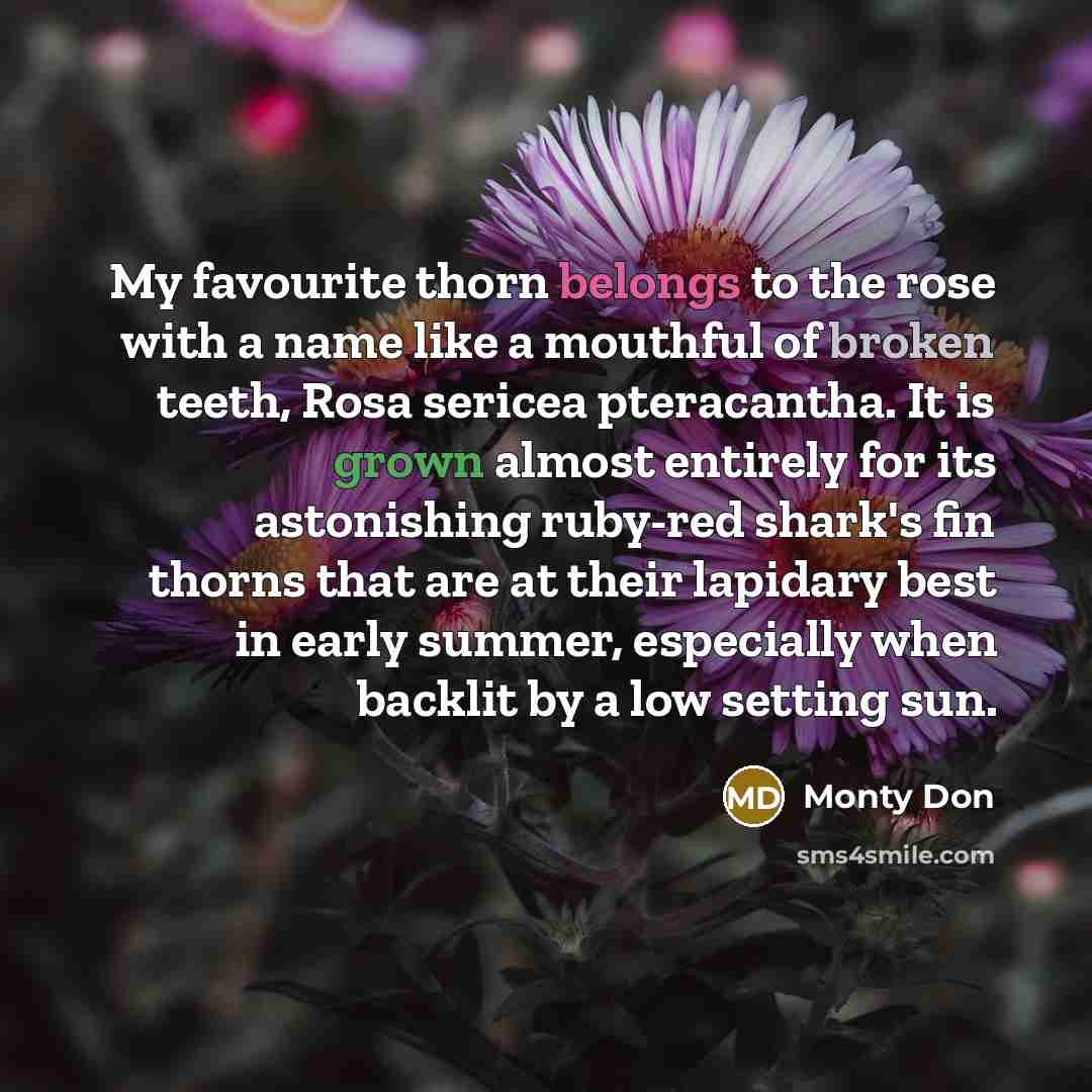 “My favourite thorn belongs to the rose with a name…” quote by Monty Don