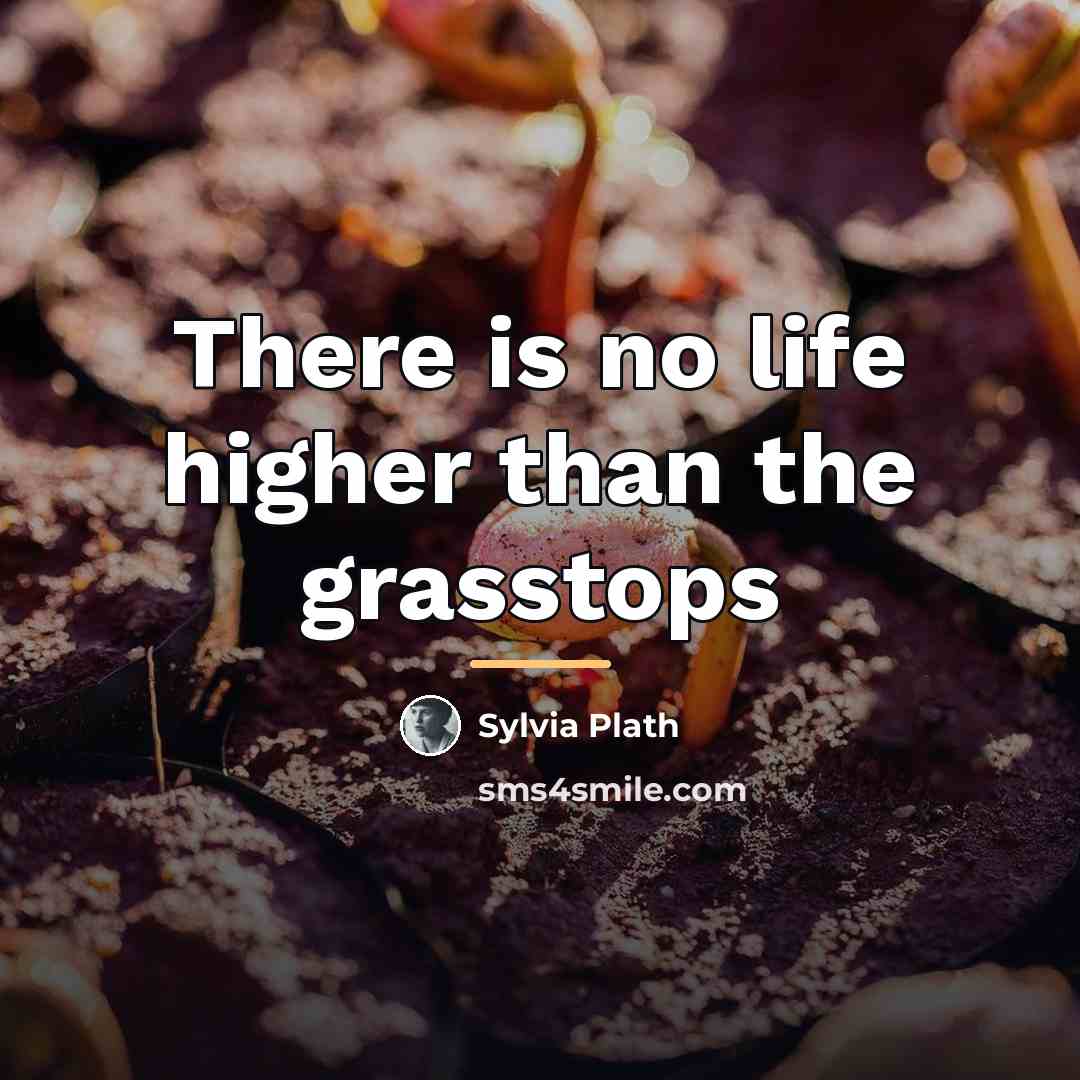 “There is no life higher than the grasstops…” quote by Sylvia Plath