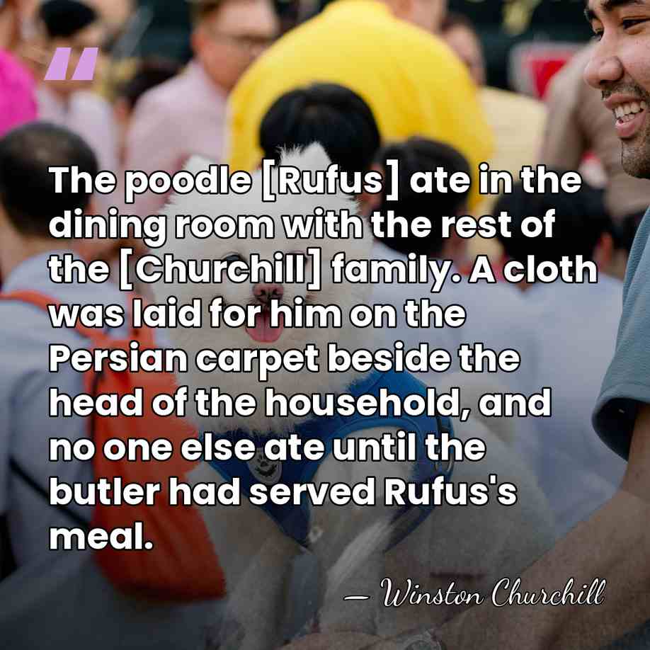 The poodle [Rufus] ate in the dining room with the rest of&hellip; - Winston Churchill