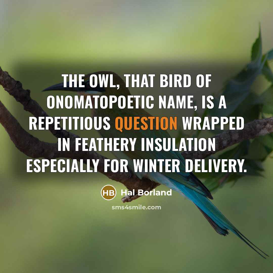 “The owl, that bird of onomatopoetic name, is a repetitious…” quote by Hal Borland