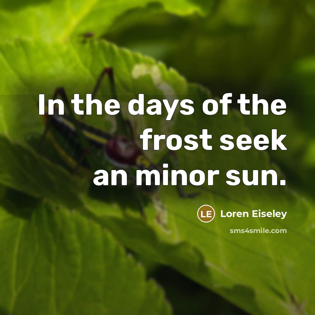 “In the days of the frost seek an minor sun.…” quote by Loren Eiseley
