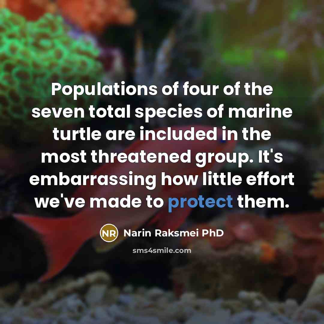 “Populations of four of the seven total species of marine…” quote by Narin Raksmei PhD