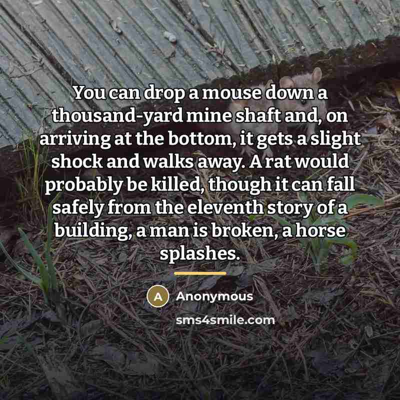 “You can drop a mouse down a thousand-yard mine shaft…” quote by Anonymous