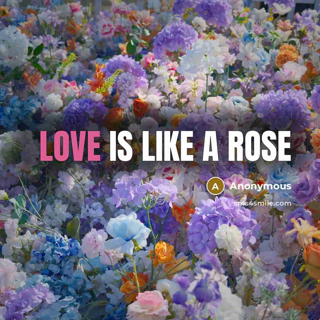 “Love is like a rose” quote by Anonymous