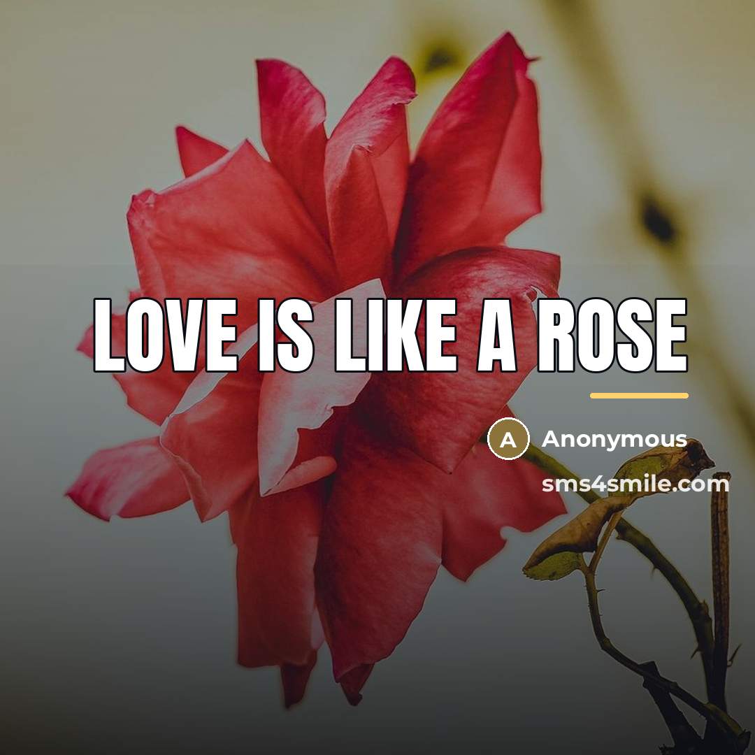 “Love is like a rose…” quote by Anonymous