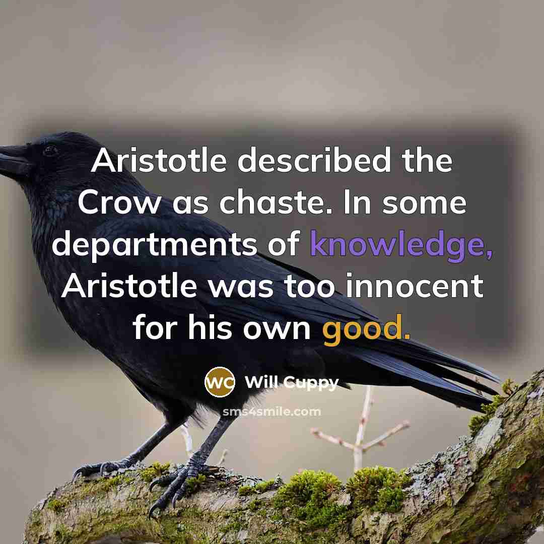 “Aristotle described the Crow as chaste. In some departments of knowledge, Aristotle was too innocent for his own good.” quote by Will Cuppy