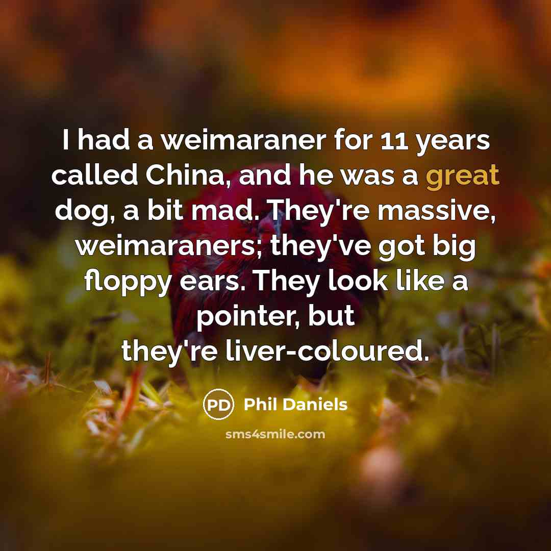 “I had a weimaraner for 11 years called China, and he was a great dog, a bit mad. They're massive, weimaraners; they've got big floppy ears. They look like a pointer, but they're liver-coloured.” quote by Phil Daniels