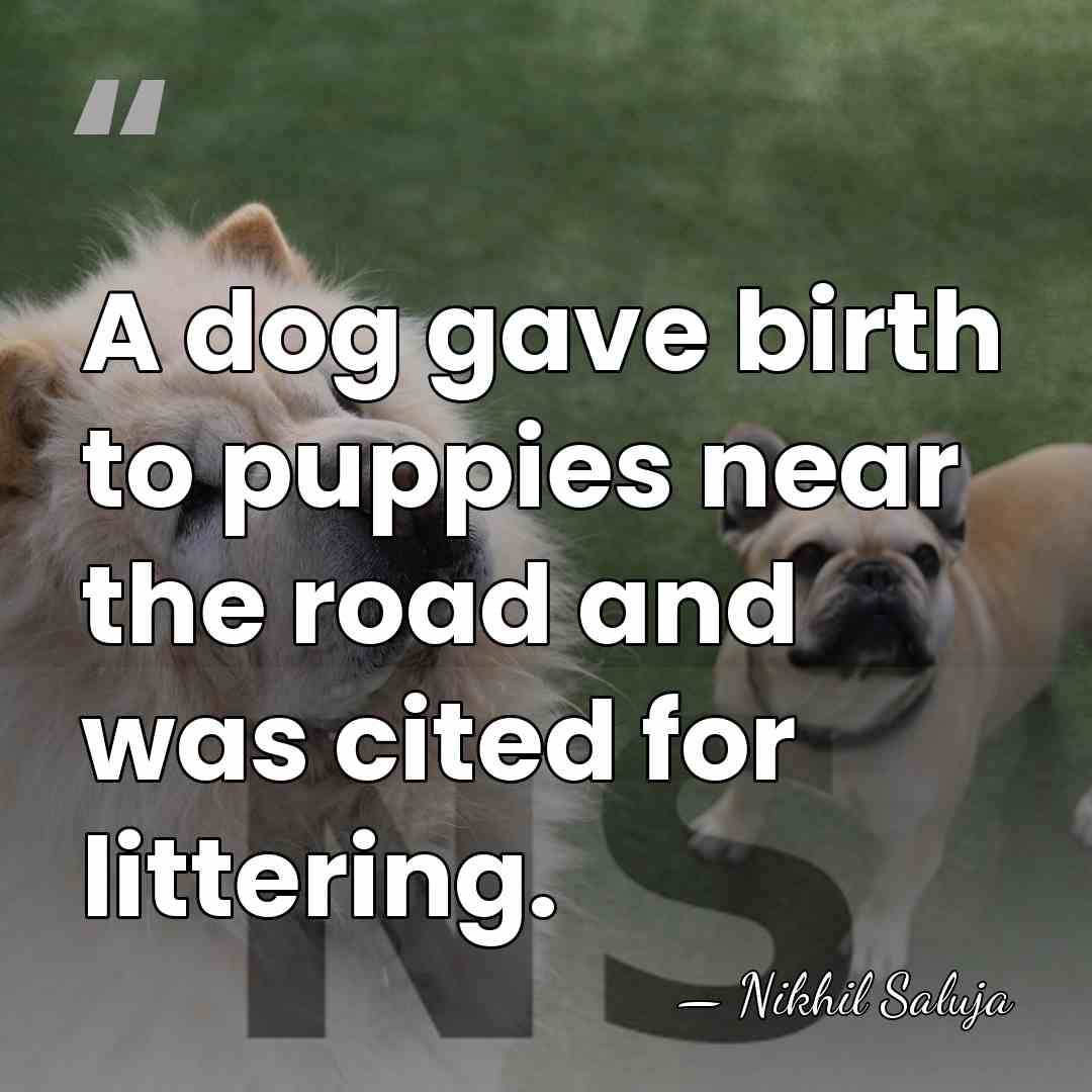 A dog gave birth to puppies near the road and was cited&hellip; - Nikhil Saluja