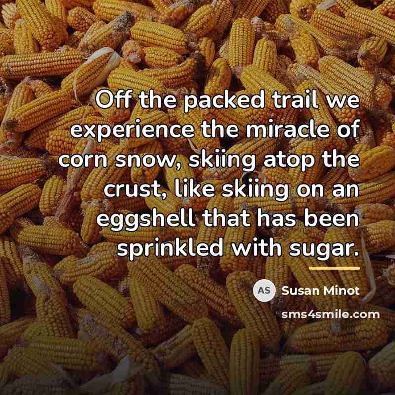 “Off the packed trail we experience the miracle of corn…” quote by Susan Minot