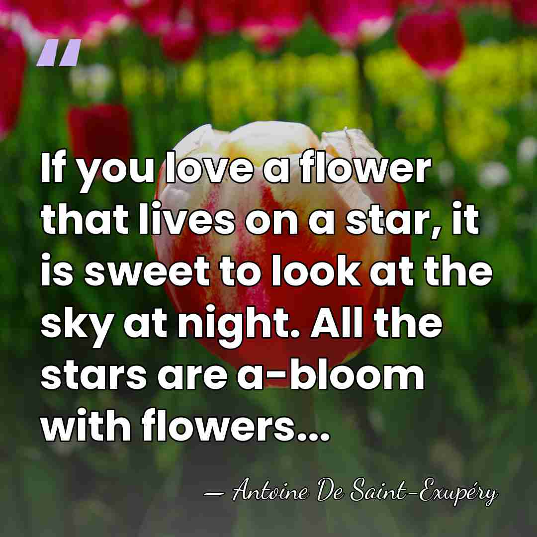 If you love a flower that lives on a star, it is&hellip; - Antoine de Saint-Exupery