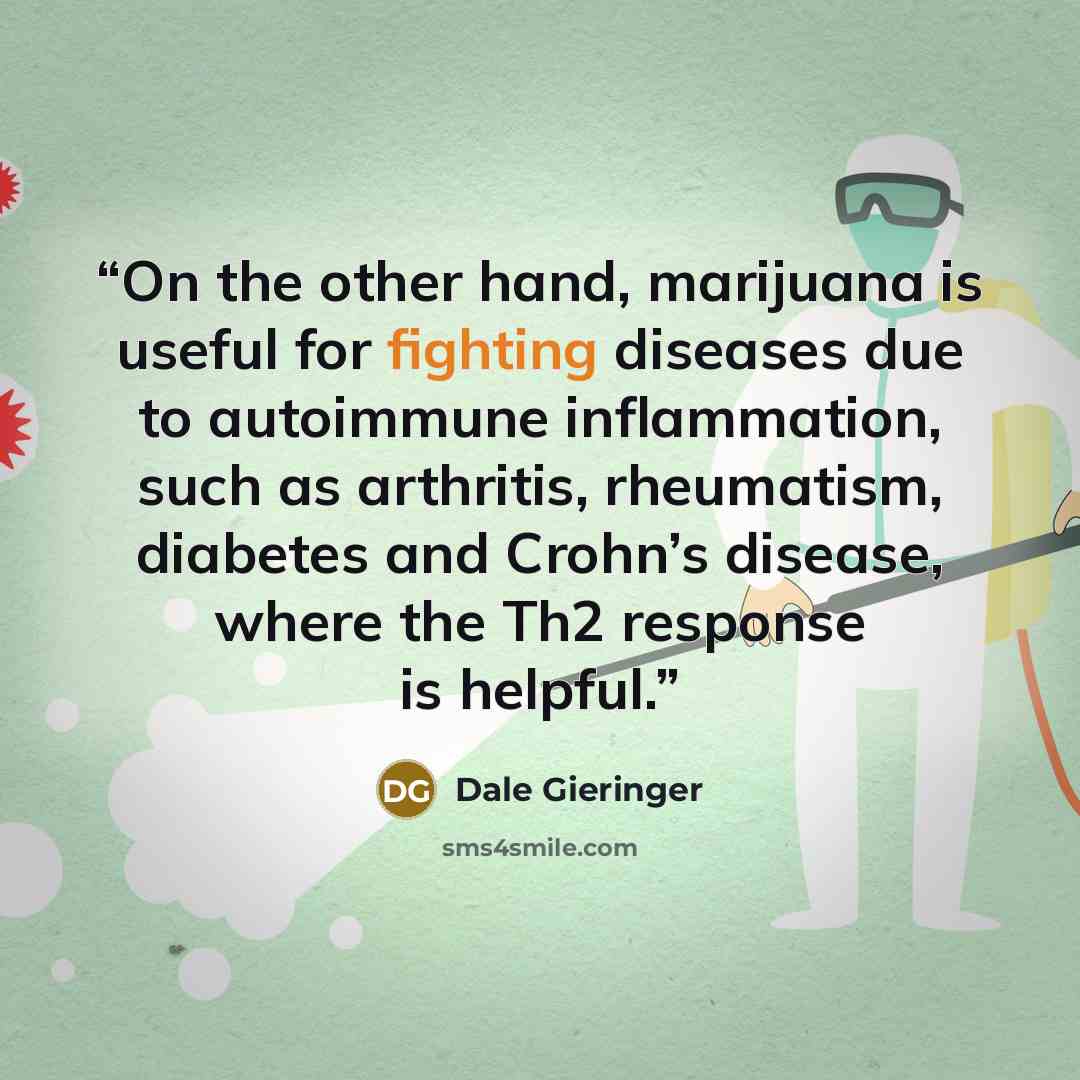 “On the other hand, marijuana is useful for fighting diseases due to autoimmune inflammation, such as arthritis, rheumatism, diabetes and Crohn’s disease, where the Th2 response is helpful.” quote by Dale Gieringer