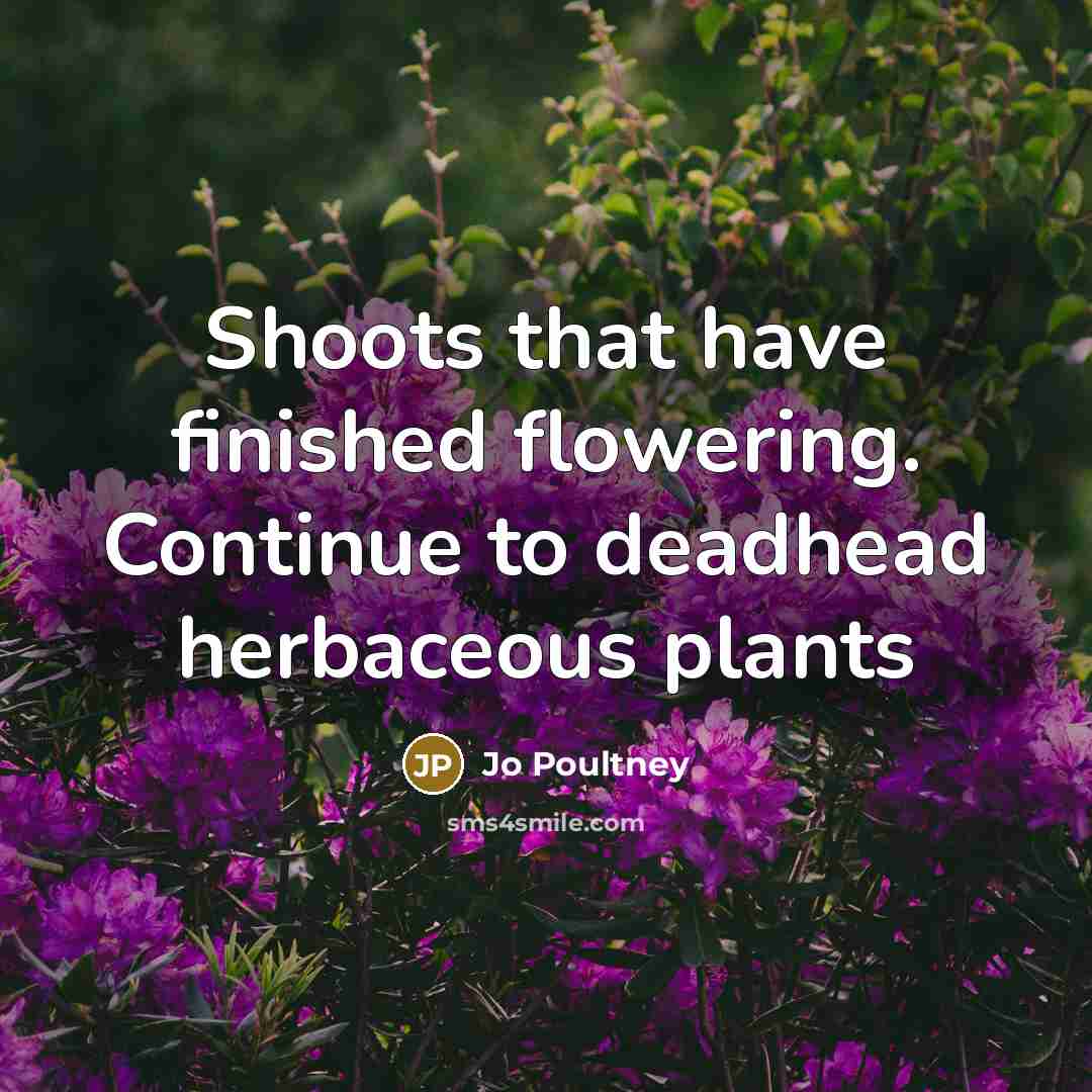 “Shoots that have finished flowering. Continue to deadhead herbaceous plants” quote by Jo Poultney