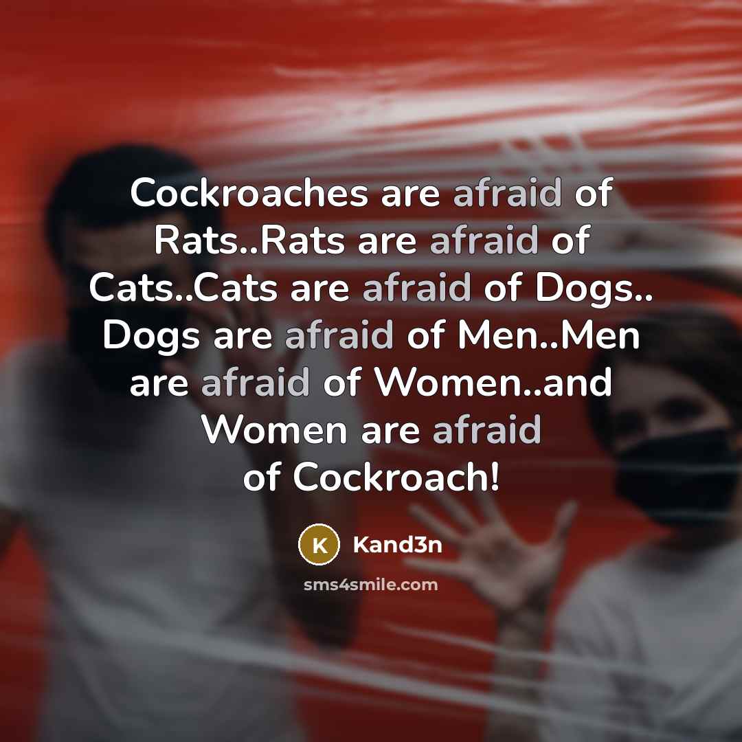 “Cockroaches are afraid of Rats..Rats are afraid of Cats..Cats are…” quote by Kand3n