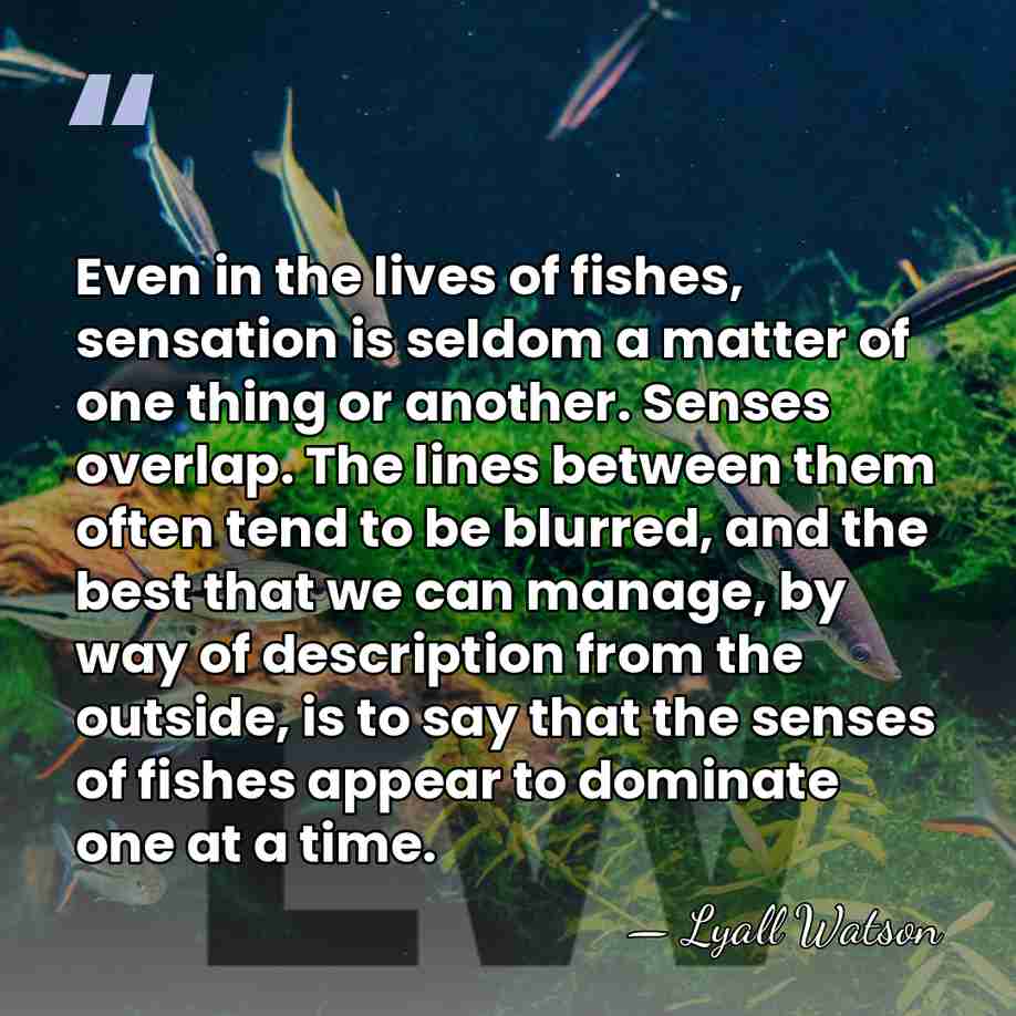 Even in the lives of fishes, sensation is seldom a matter of&hellip; - Lyall Watson