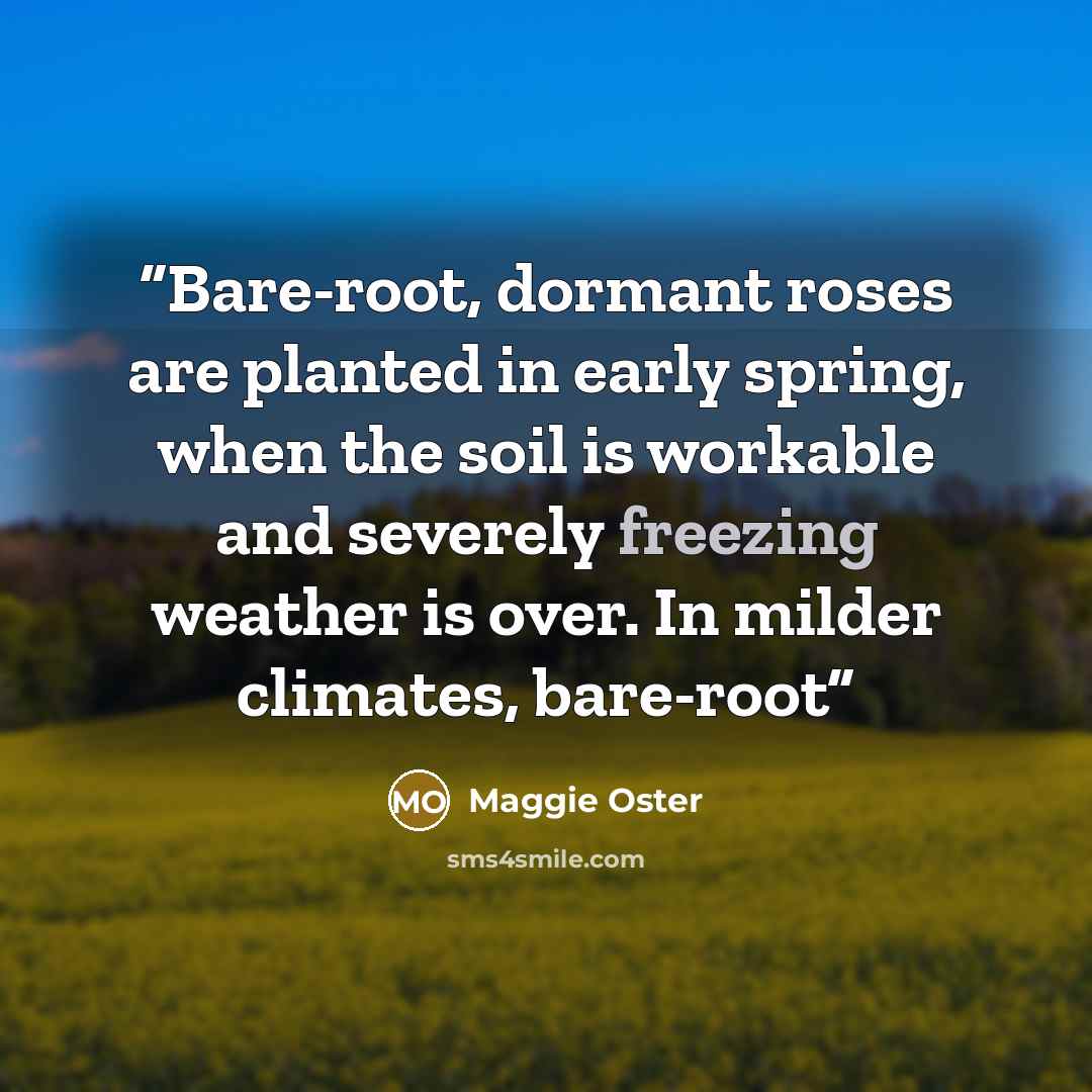 “Bare-root, dormant roses are planted in early spring, when the soil is workable and severely freezing weather is over. In milder climates, bare-root” quote by Maggie Oster