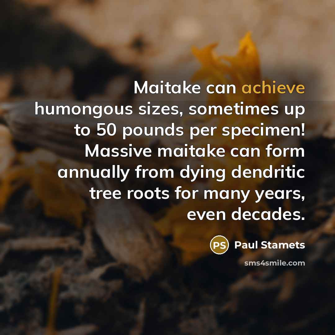 “Maitake can achieve humongous sizes, sometimes up to 50 pounds…” quote by Paul Stamets