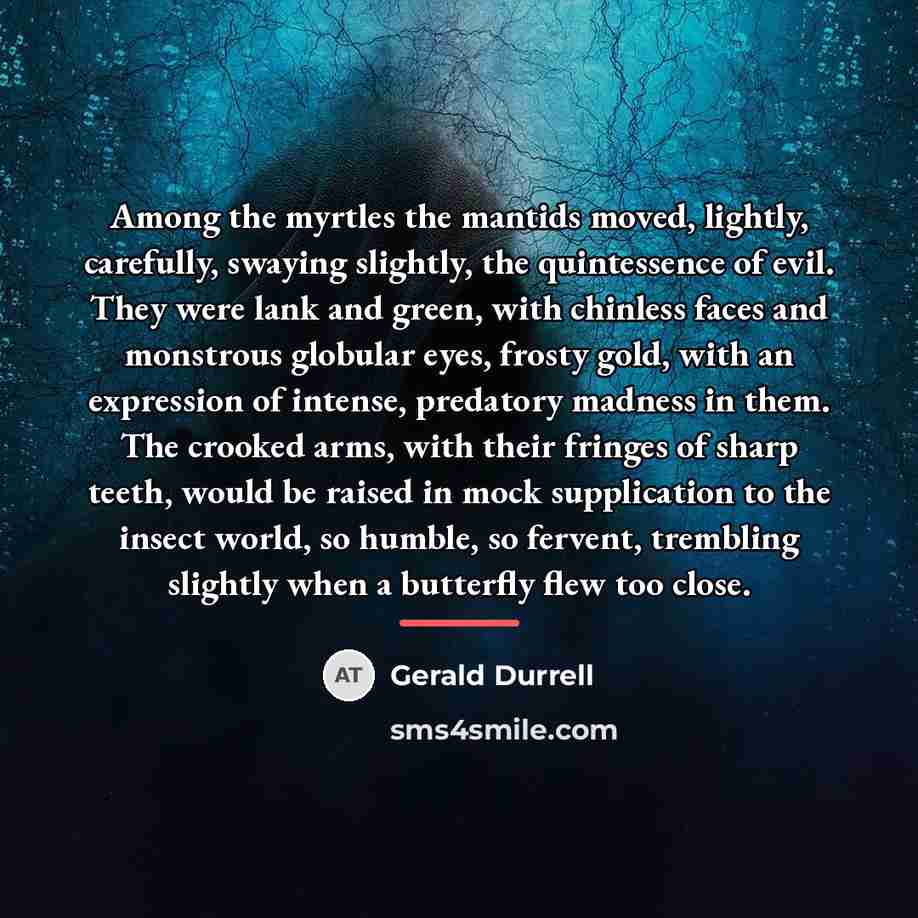 “Among the myrtles the mantids moved, lightly, carefully, swaying slightly,…” quote by Gerald Durrell