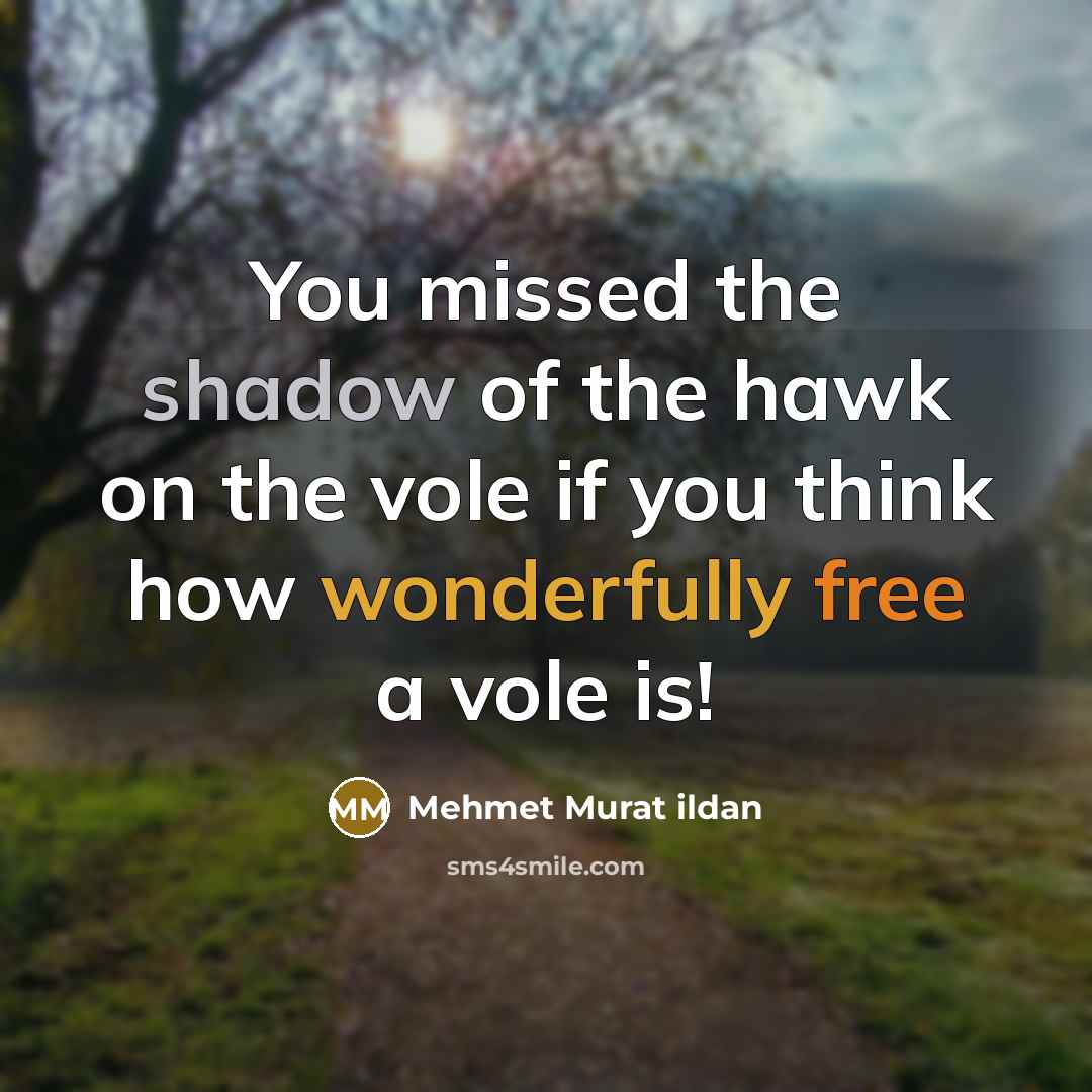 “You missed the shadow of the hawk on the vole…” quote by Mehmet Murat Ildan