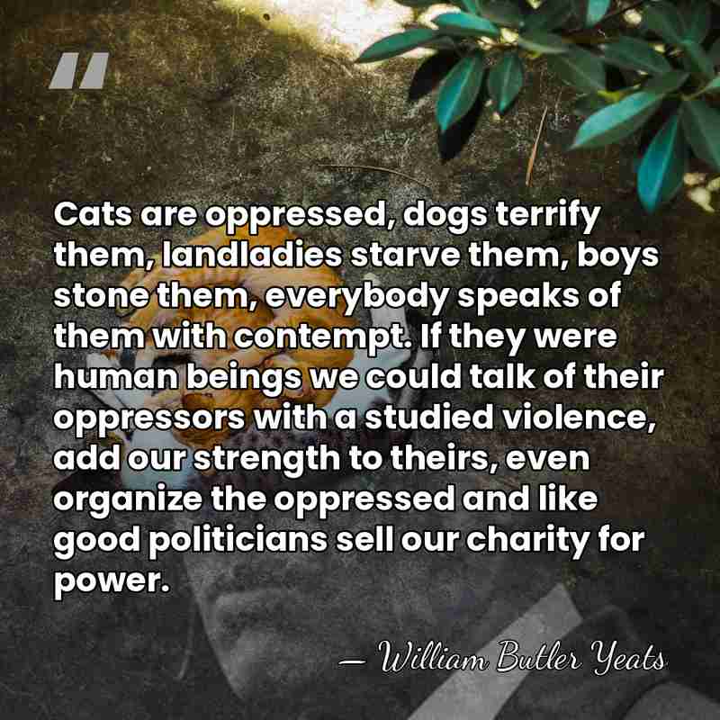 Cats are oppressed, dogs terrify them, landladies starve them, boys stone them,&hellip; - William Butler Yeats