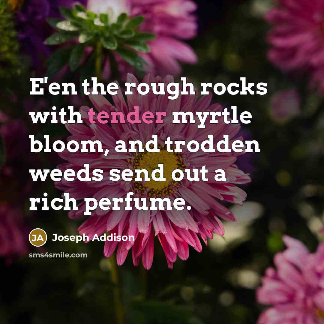 “E'en the rough rocks with tender myrtle bloom, and trodden…” quote by Joseph Addison