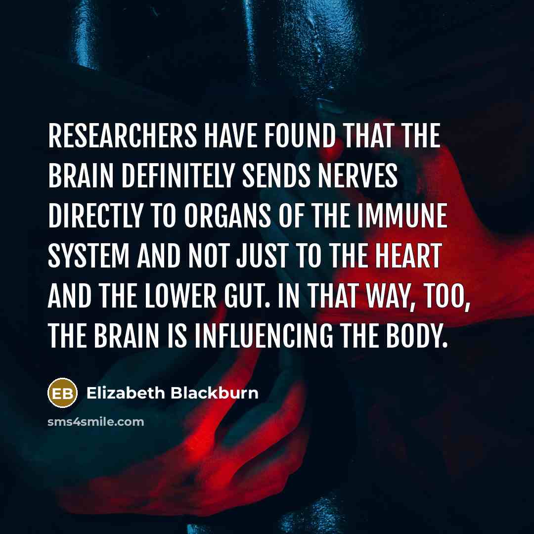 “Researchers have found that the brain definitely sends nerves directly…” quote by Elizabeth Blackburn