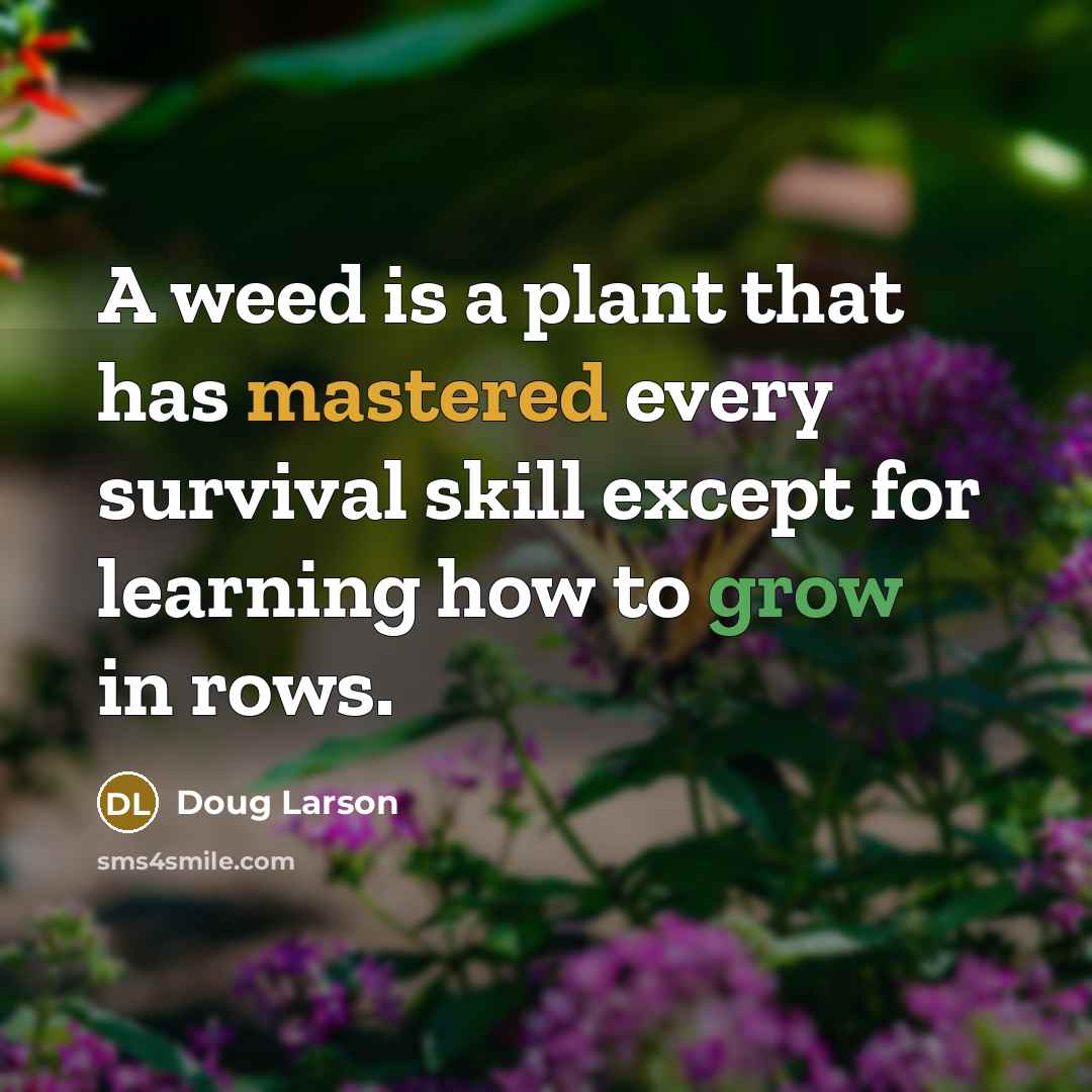 “A weed is a plant that has mastered every survival skill except for learning how to grow in rows.” quote by Doug Larson