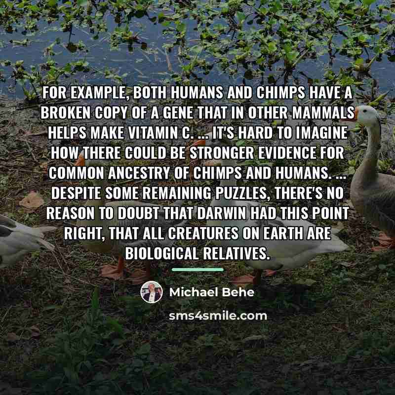 “For example, both humans and chimps have a broken copy…” quote by Michael Behe