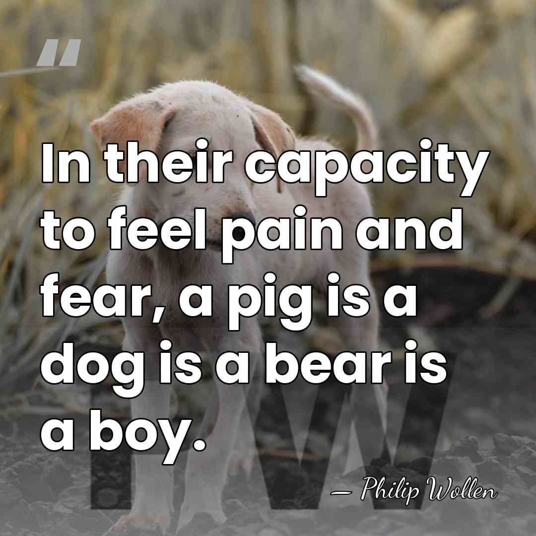 In their capacity to feel pain and fear, a pig is a&hellip; - Philip Wollen