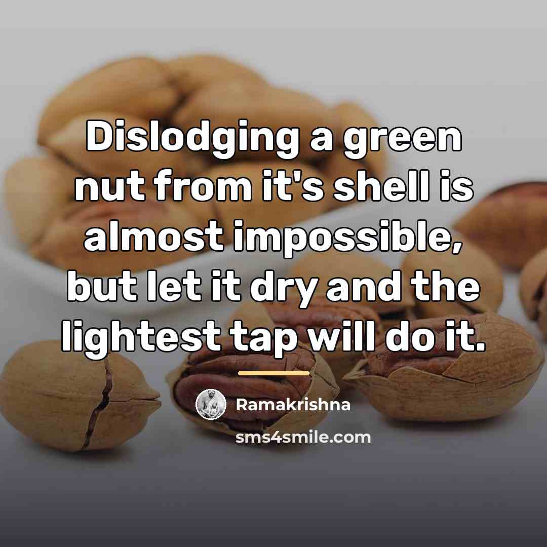 “Dislodging a green nut from it's shell is almost impossible,…” quote by Ramakrishna