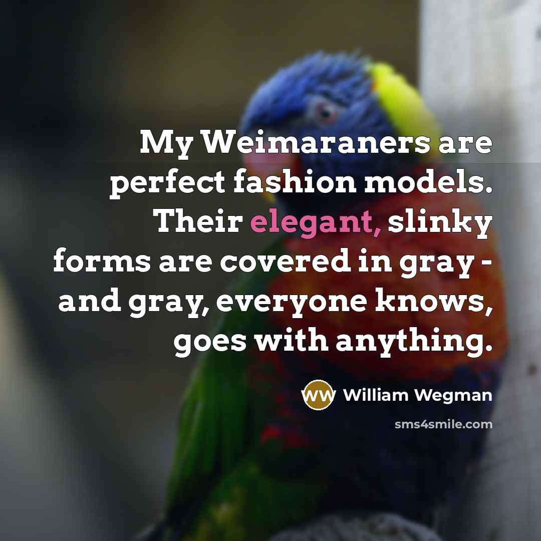 “My Weimaraners are perfect fashion models. Their elegant, slinky forms are covered in gray - and gray, everyone knows, goes with anything.” quote by William Wegman