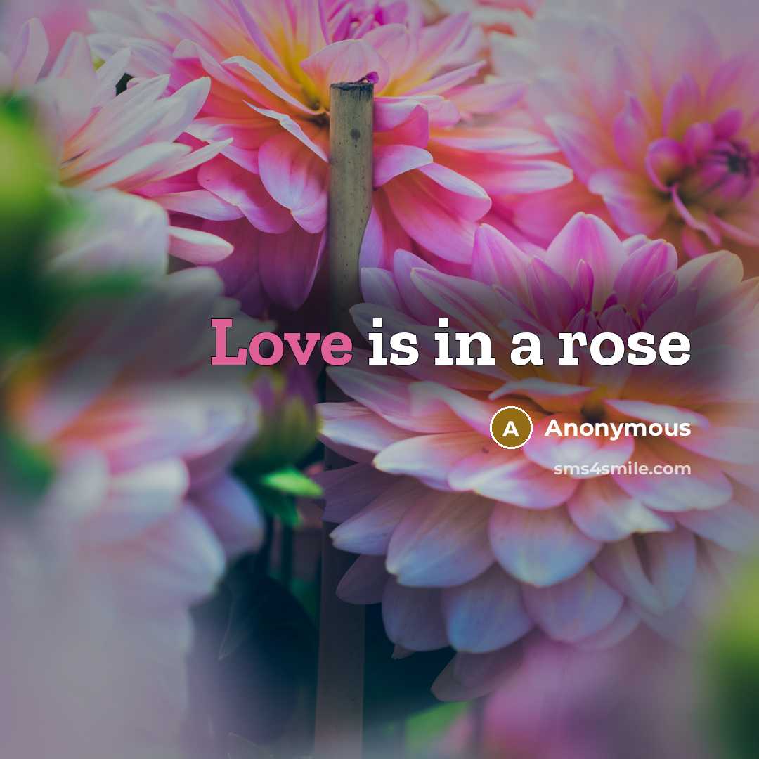 “Love is in a rose…” quote by Anonymous