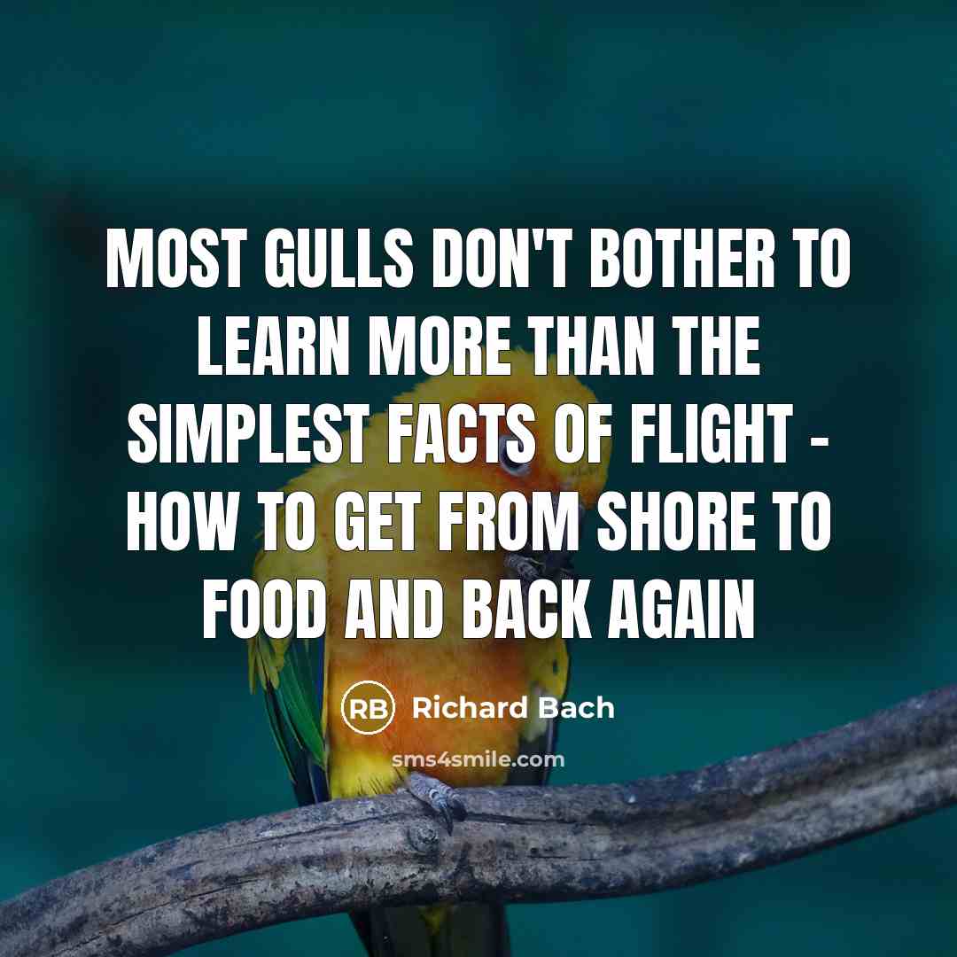 “Most gulls don't bother to learn more than the simplest facts of flight - how to get from shore to food and back again” quote by Richard Bach