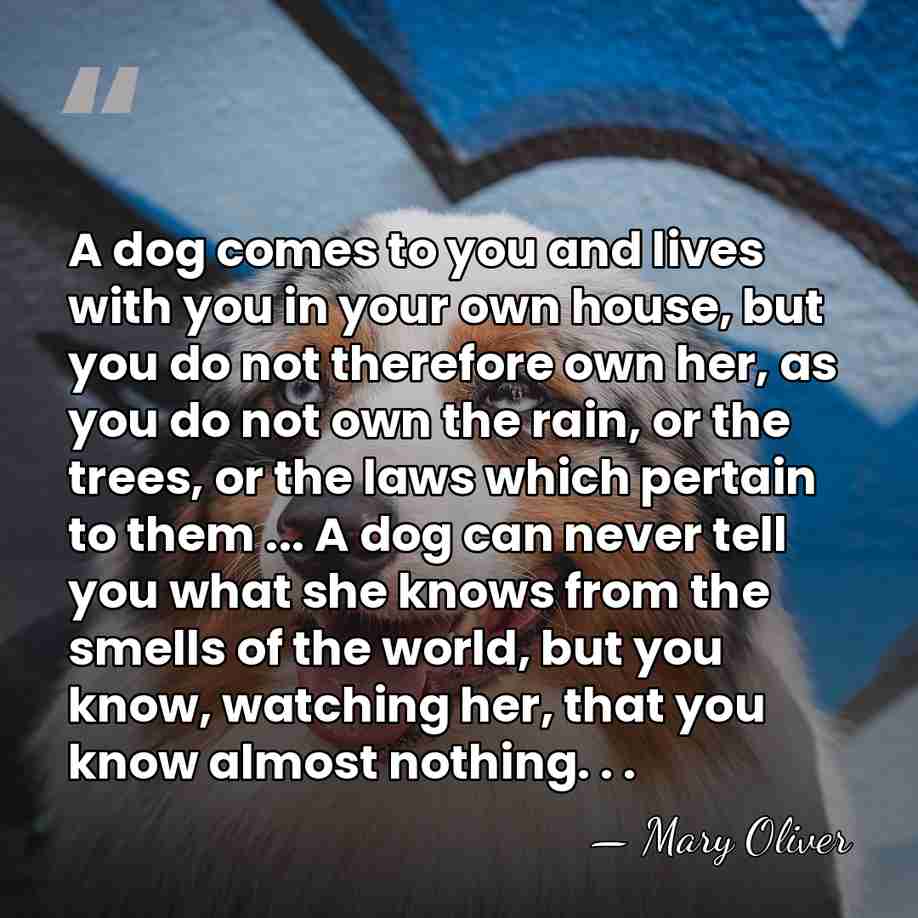 A dog comes to you and lives with you in your own&hellip; - Mary Oliver