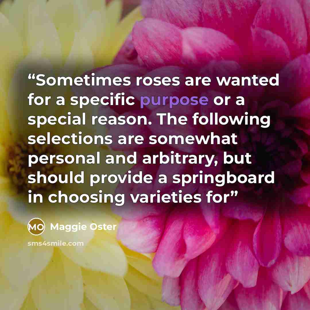 “Sometimes roses are wanted for a specific purpose or a special reason. The following selections are somewhat personal and arbitrary, but should provide a springboard in choosing varieties for” quote by Maggie Oster