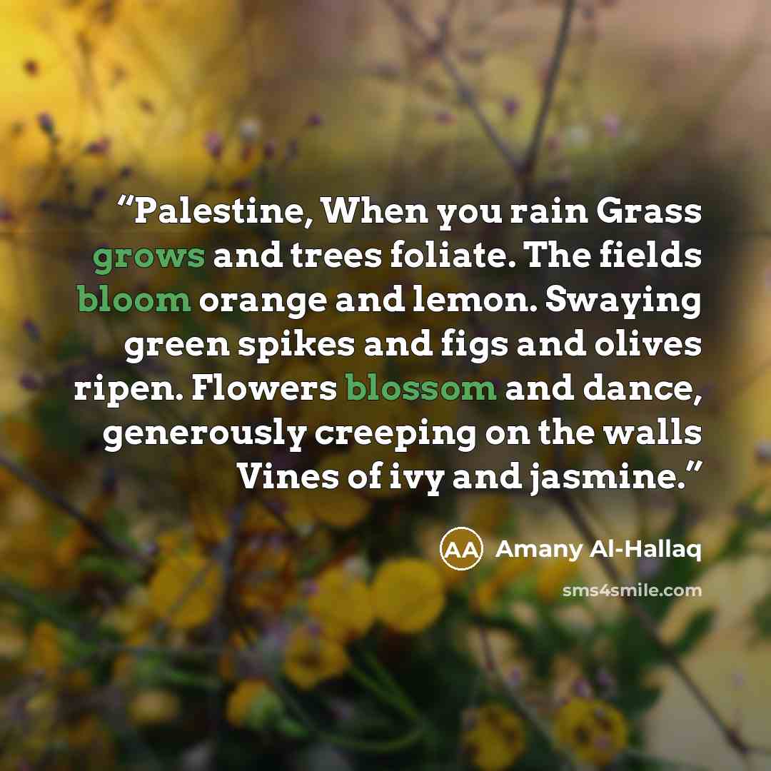 “Palestine, When you rain Grass grows and trees foliate. The fields bloom orange and lemon. Swaying green spikes and figs and olives ripen. Flowers blossom and dance, generously creeping on the walls Vines of ivy and jasmine.” quote by Amany Al-Hallaq