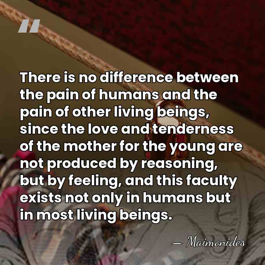 There is no difference between the pain of humans and the pain&hellip; - Maimonides