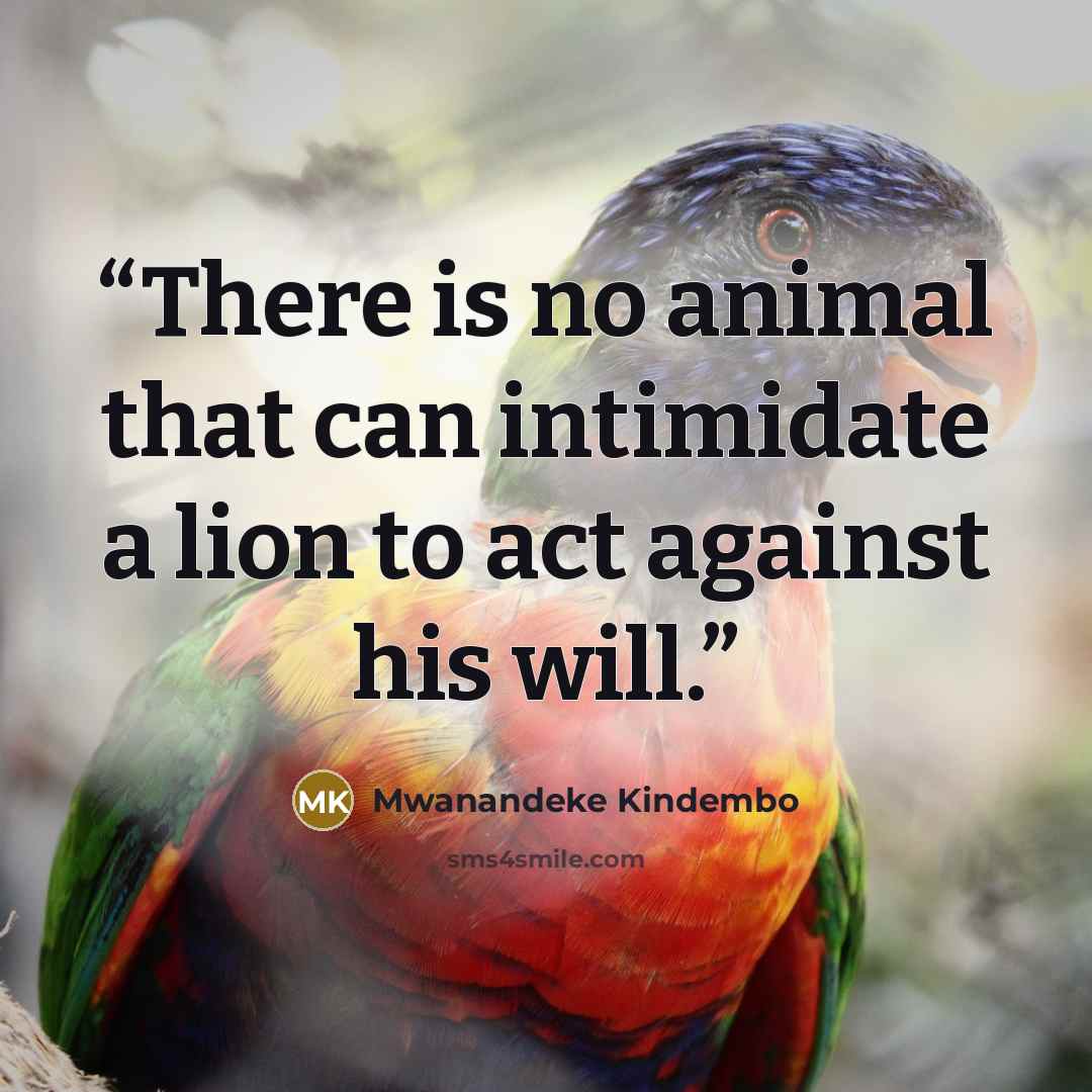 “There is no animal that can intimidate a lion to act against his will.” quote by Mwanandeke Kindembo