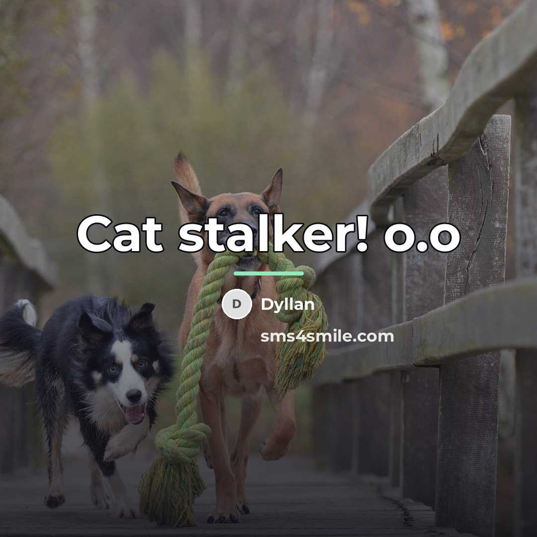 “Cat stalker! o.o…” quote by Dyllan