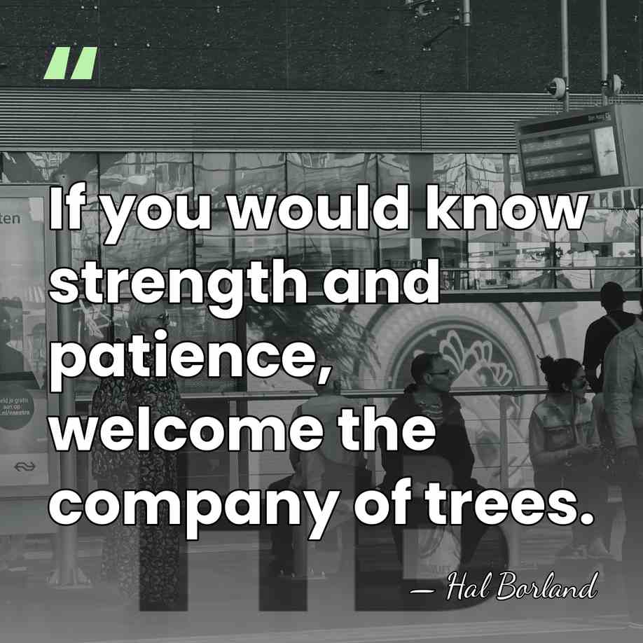 If you would know strength and patience, welcome the company of trees. - Hal Borland