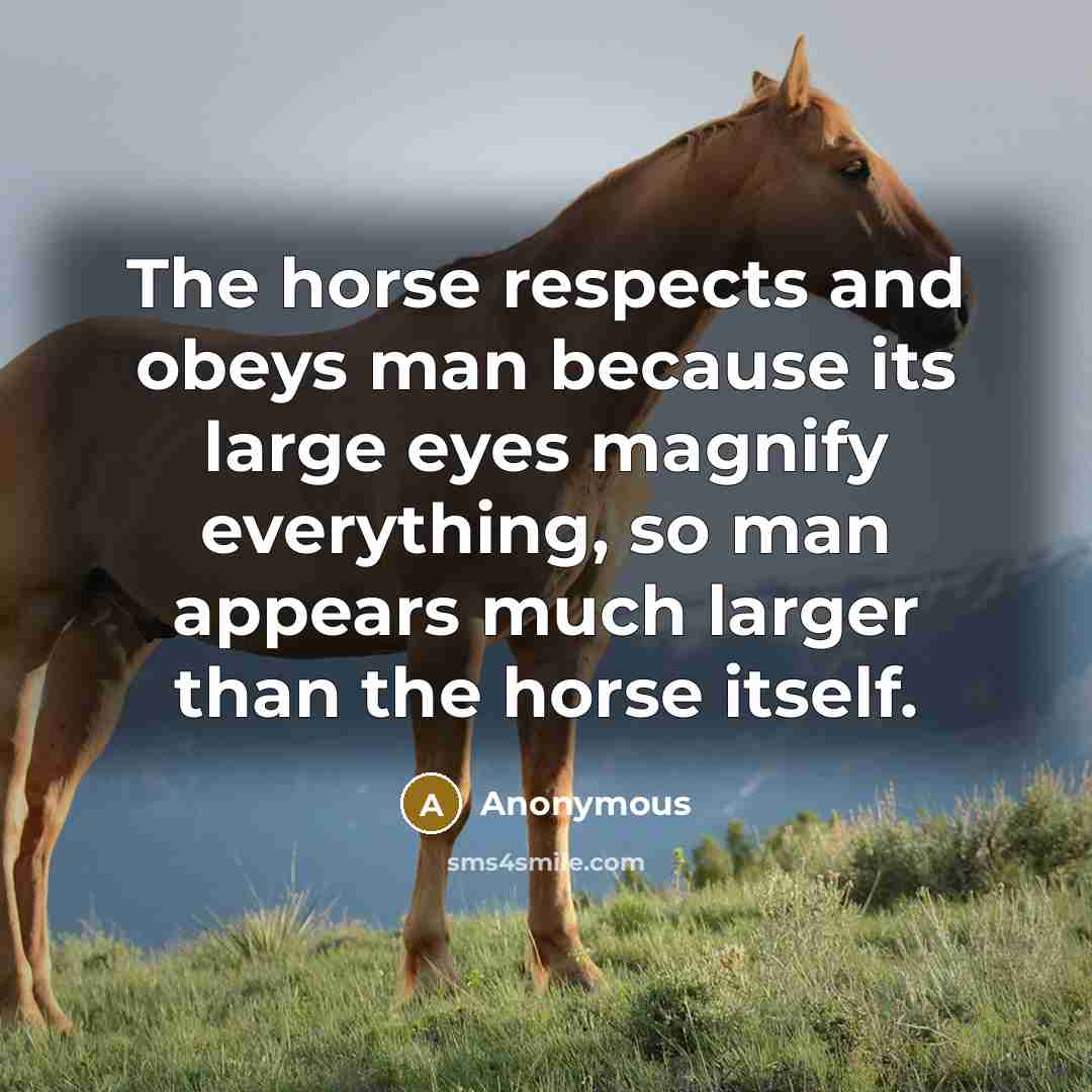 “The horse respects and obeys man because its large eyes…” quote by Anonymous